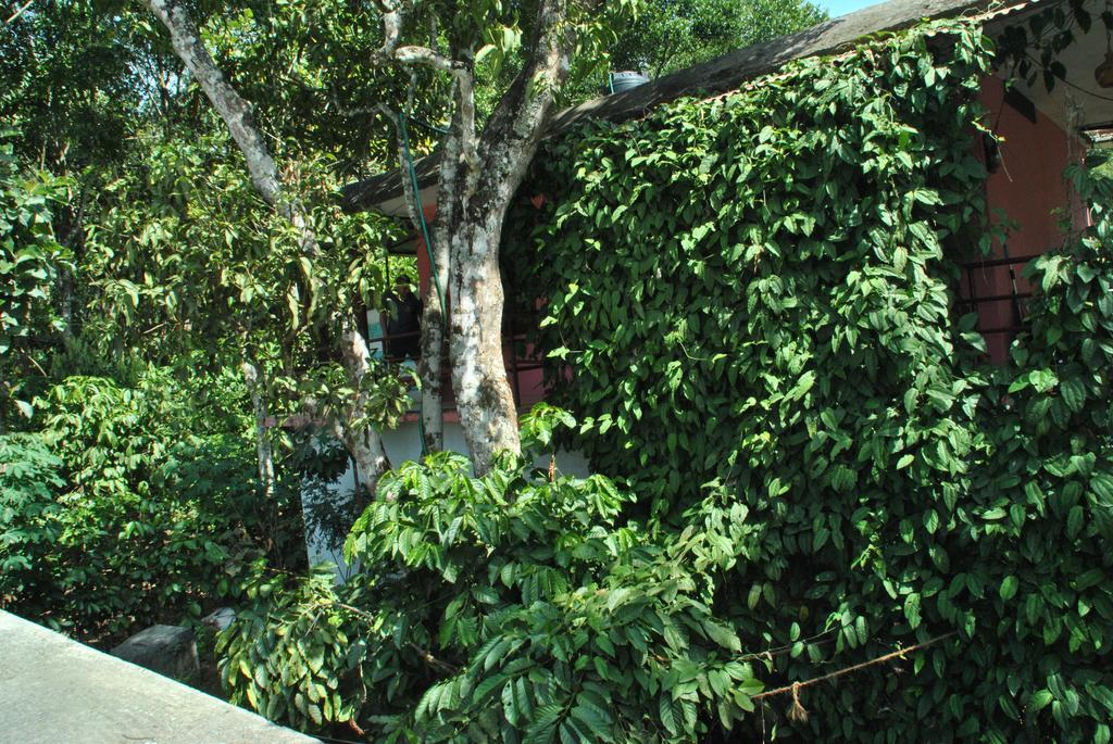 Jungleparadiso Homestay Thekkady Exteriör bild