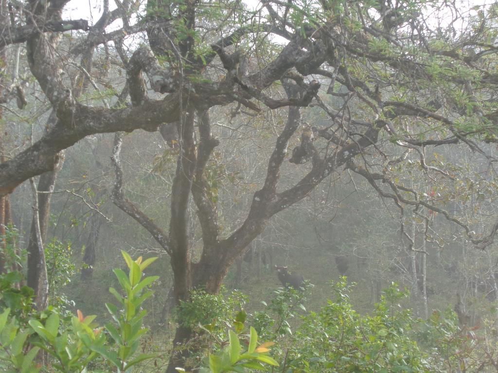 Jungleparadiso Homestay Thekkady Exteriör bild
