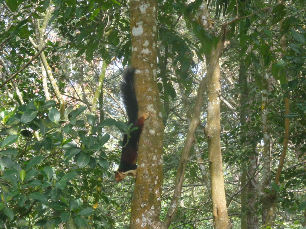 Jungleparadiso Homestay Thekkady Exteriör bild