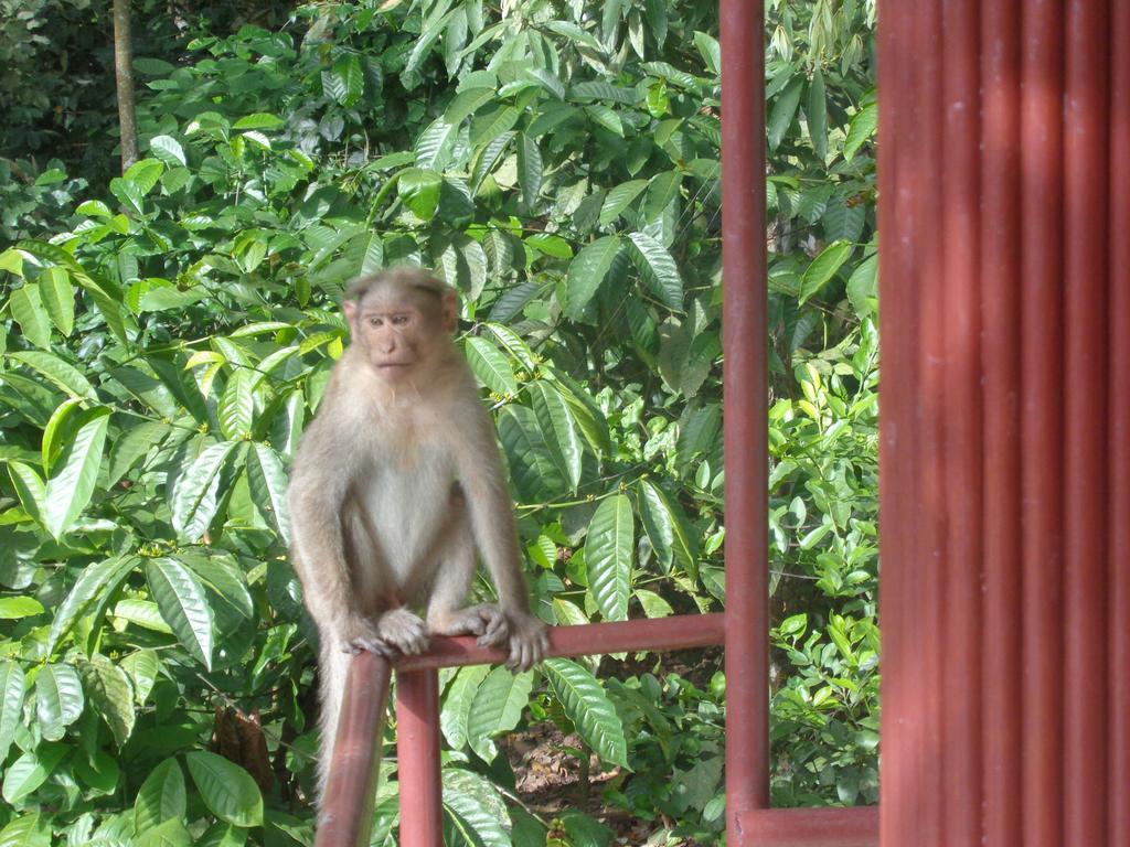 Jungleparadiso Homestay Thekkady Exteriör bild